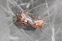 Carpocoris purpureipennis