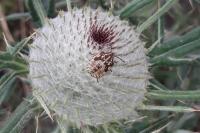 Carpocoris purpureipennis