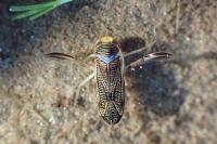 Sigara striata