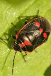 Eurydema oleracea