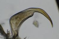 Sigara striata