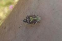 Dolycoris baccarum