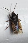 Megalonotus emarginatus