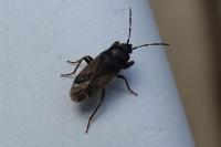Megalonotus emarginatus