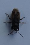 Megalonotus emarginatus