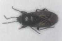 Megalonotus sabulicola