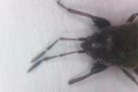 Megalonotus sabulicola