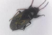 Megalonotus sabulicola