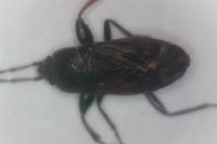 Megalonotus chiragra