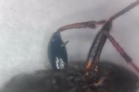 Megalonotus chiragra