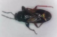 Megalonotus praetextatus