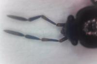 Megalonotus praetextatus