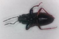 Megalonotus praetextatus