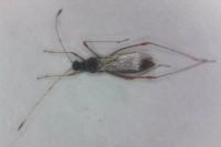 Gampsocoris punctipes punctipes