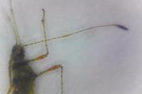 Gampsocoris punctipes punctipes