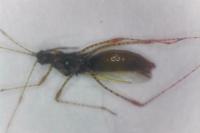 Gampsocoris punctipes punctipes