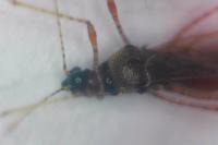 Gampsocoris punctipes punctipes