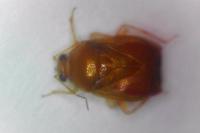 Deraeocoris lutescens