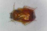 Deraeocoris lutescens
