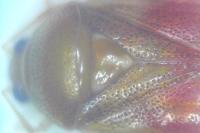 Deraeocoris lutescens