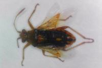 Rhopalus parumpunctatus