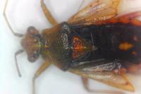 Rhopalus parumpunctatus