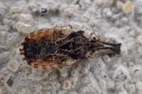 Aradus depressus