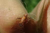Phytocoris