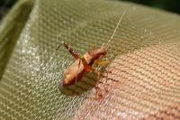 Phytocoris
