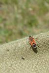 Melanocoryphus albomaculatus
