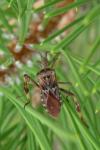 Leptoglossus occidentalis