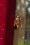 Corizus hyoscyami hyoscyami