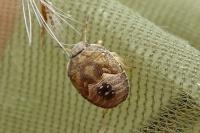Peribalus strictus vernalis