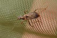 Himacerus mirmicoides