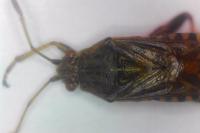 Stictopleurus abutilon
