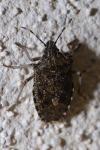 Rhaphigaster nebulosa