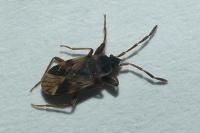 Scolopostethus pictus