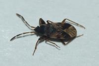 Scolopostethus pictus