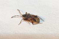 Scolopostethus pictus