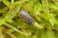 Peritrechus gracilicornis