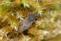 Peritrechus gracilicornis