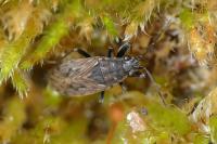 Peritrechus gracilicornis