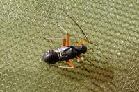 Miris striatus