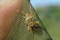 Stictopleurus