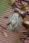 Eurygaster maura