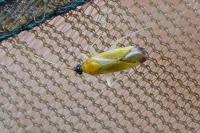 Phylus melanocephalus