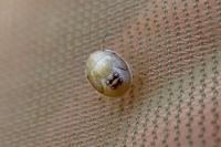 Neottiglossa pusilla