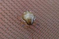 Neottiglossa pusilla