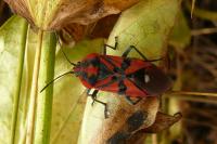 Spilostethus pandurus