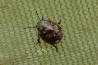 Eurygaster testudinaria